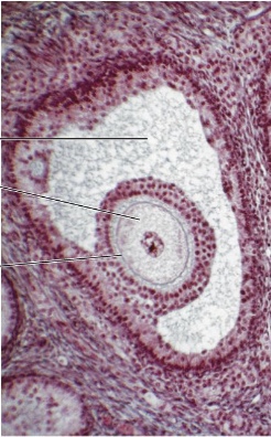 <p>What tissue is this?</p>
