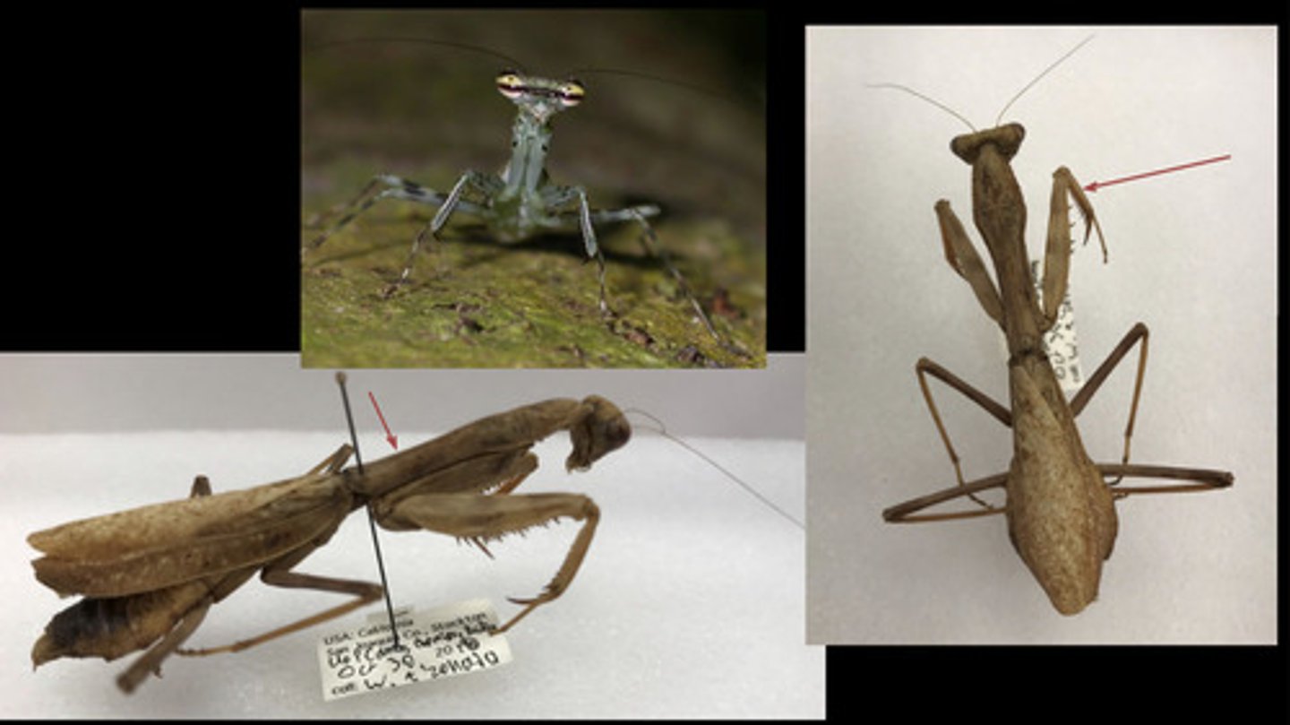 <p>- raptorial forelegs extended pronotum which is loosely attached to the pterothorax (wing bearing thorax)</p><p>- head is freely movable, they can look over their "shoulders"</p>