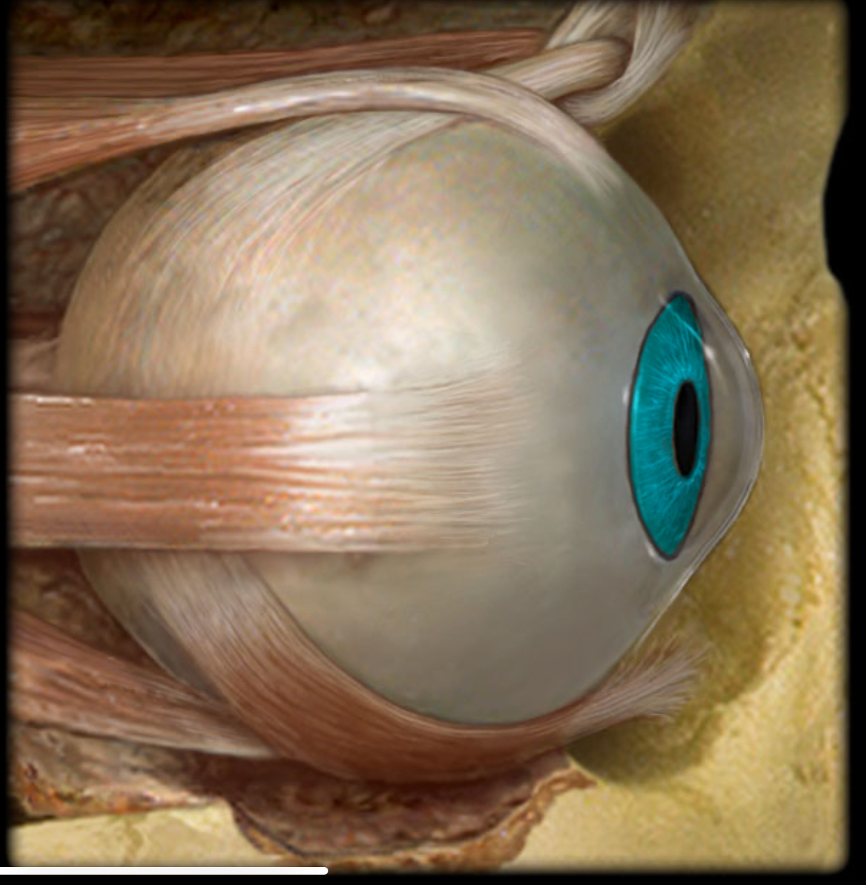 <h4 collapsed="false" seolevelmigrated="true"><strong>Location:</strong></h4><ul><li><p>Eye (posterior to cornea)</p></li></ul><h4 collapsed="false" seolevelmigrated="true"><strong>Description:</strong></h4><ul><li><p>Colored part of eye</p></li><li><p>Diaphragm that regulates pupil size</p></li><li><p>Contains pupillary constrictor and dilator muscles</p></li></ul><h4 collapsed="false" seolevelmigrated="true"><strong>Function:</strong></h4><ul><li><p>Controls size of pupil (pupil constricts and dilates in response to light)</p></li></ul><h4 collapsed="false" seolevelmigrated="true"><strong>Comment:</strong></h4><ul><li><p>Pupillary constrictor receives parasympathetic innervation, pupillary dilator receives sympathetic innervation</p></li></ul>