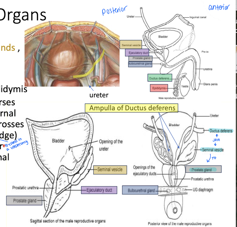 <ul><li><p>continuation of the epididymis</p></li><li><p>crosses over the ureter and ends by forming an ampulla (for sperm storage)</p></li></ul><p></p>