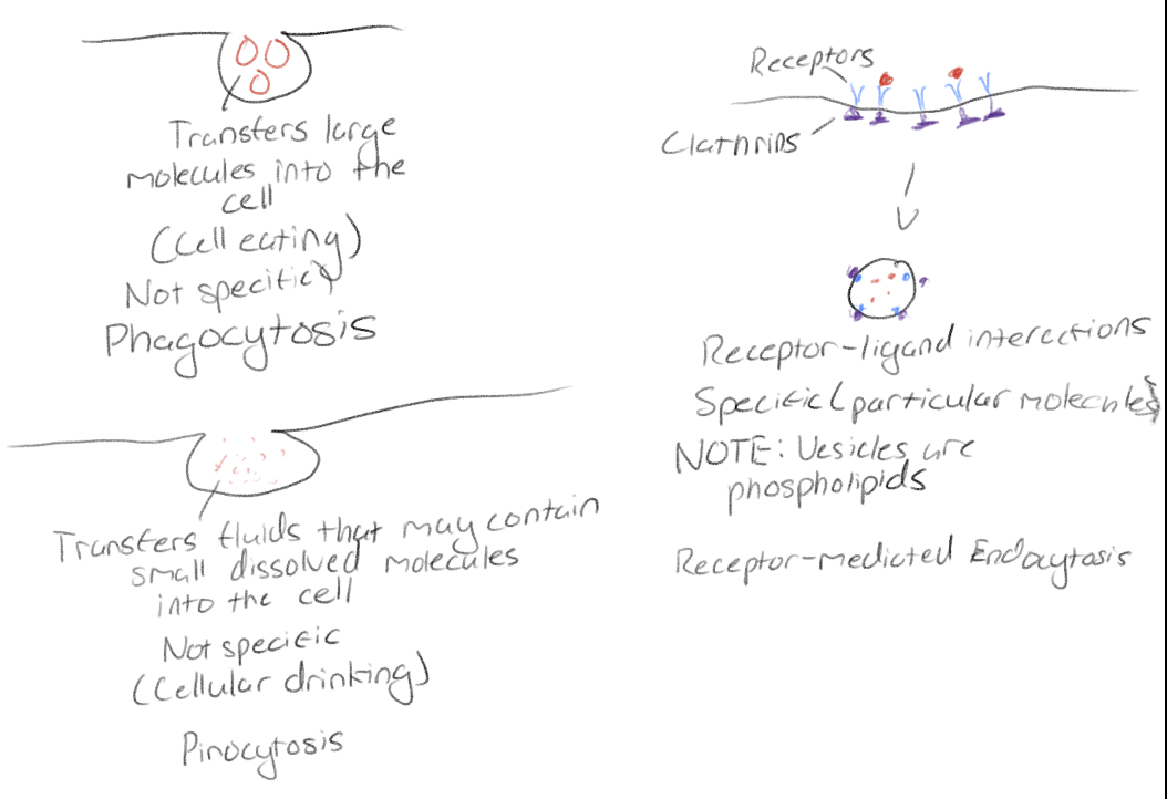 <p>Phagocytosis (cell eating) Not specific</p><p>Examples consist of lysosomes and immune cells</p><p>Pinocytosis (cellular drinking) Not specific </p><p>Bring in fluid inside the cell</p><p>Receptor-mediated endocytosis: Specific</p><p>Receptor ligand interactions</p>