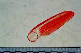 <p>a bloodstain pattern that can arise if a blood drop is allowed to partially dry and is then wiped</p>