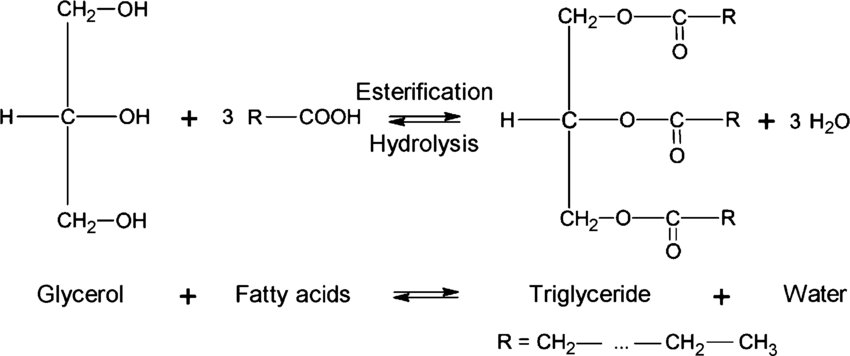 <p>Glycerol (Alcohol) + 3 Fatty Acid → Triglyceride + 3H2O</p><p><strong>-OH + 3 -COOH → Triglyceride + 3H2O</strong></p>