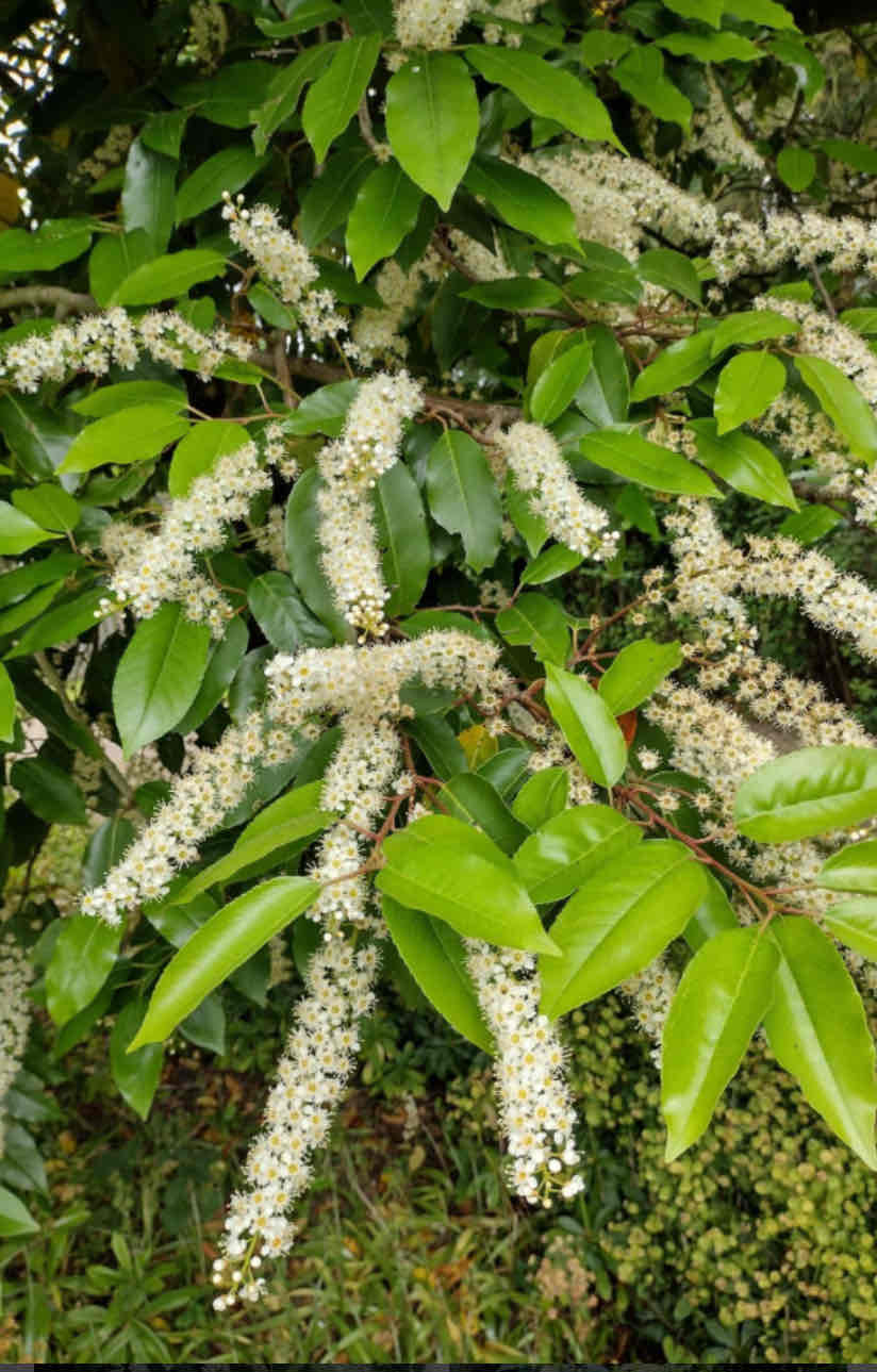 <p>Prunus lusitanica, Portuguese laurel, Rosaceae</p>