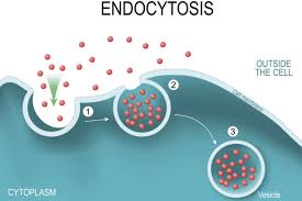 <p>Taking material into a cell</p><ul><li><p>Uses energy</p></li><li><p>Cell membrane in-folds around particle</p></li><li><p>‘cell eating’</p></li><li><p>How white blood cells eat bacteria</p></li></ul><p></p>