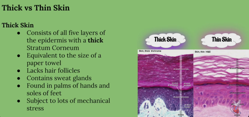 <p><strong><u>Thin skin</u></strong></p><ul><li><p>Consist of only four layers of the epidermis, lacking the Stratum Lucidum </p></li><li><p>Has hair follicles </p></li><li><p>Subject to less mechanical stress</p></li></ul><p></p>