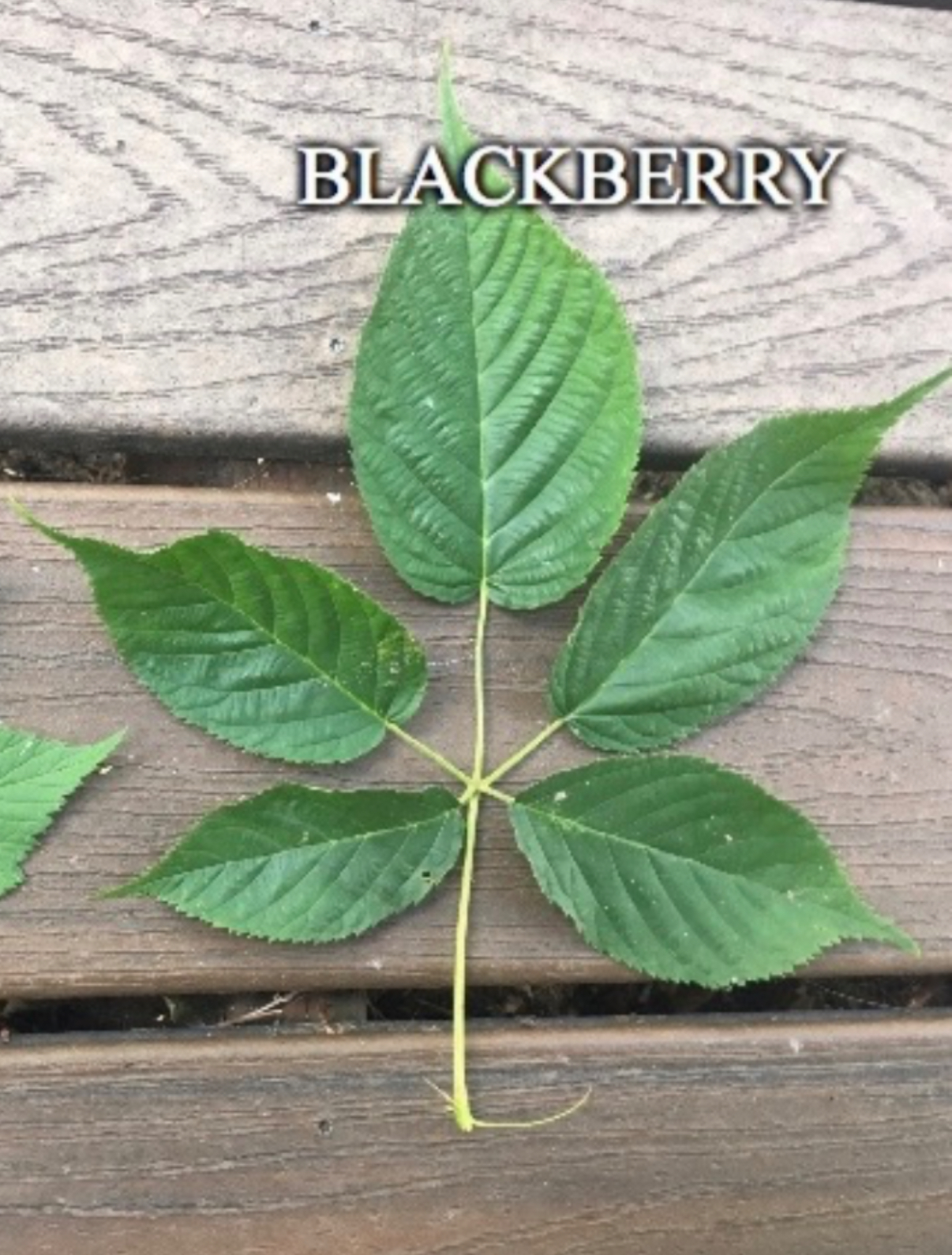 <p>Blackberry</p>