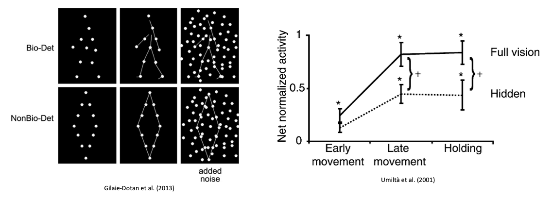 <p>activation bias for biological motion in the ventral premotor cortex (left) and meaningful goal-directed action sequences (right) </p>