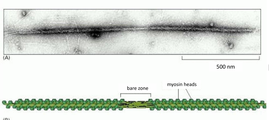 <ul><li><p>Has myosin motor heads on both sides of a bare patch (zone of myosin tails) </p></li><li><p>Motor heads are exposed to be associated with actin filaments</p></li></ul><p></p>