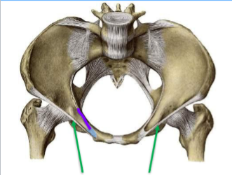 <p>Anterior Superior Iliac Spine (ASIS)</p><p>Pubic tubercle</p>