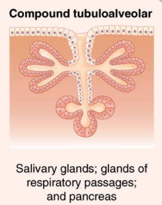 <p>Identify the exocrine gland</p>