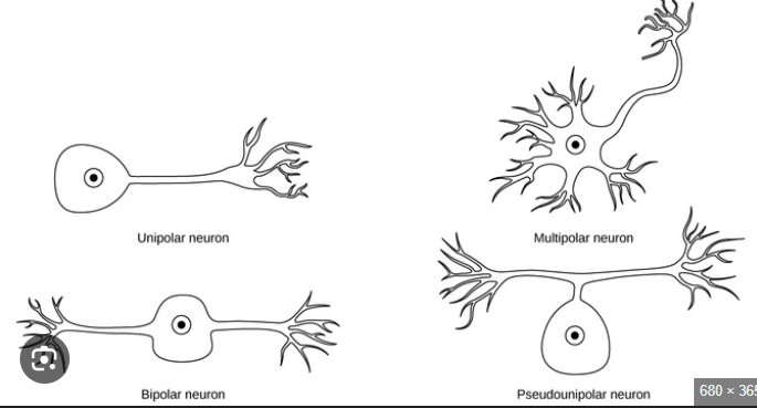 <p>appears to have an axon and no dendrite; sensory cells from skin and organs to spinal cord. Involved for sensory pathways </p>