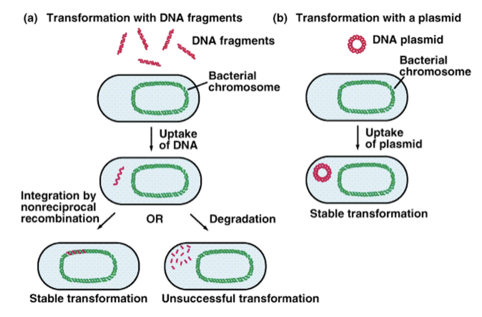 <p><span style="font-family: Arial, sans-serif">Free DNA is incorporated into a recipient cell and brings about genetic change</span></p><ul><li><p><span style="font-family: Arial, sans-serif">Competent cells can take up DNA</span></p></li><li><p><span style="font-family: Arial, sans-serif">DNA can be added to the chromosome using RecA or a plasmid can be replicated in the cytoplasm without recombination</span></p></li><li><p><span style="font-family: Arial, sans-serif">Can lead to a stable transformation or the DNA can degrade, which leads to an unsuccessful transformation.</span></p></li></ul>