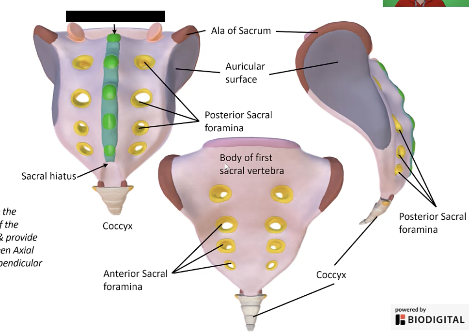 <p>The continuation of the vertebral canal in the sacrum.</p>