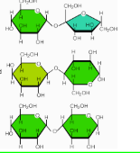 <p>What are the three important Disaccharides</p>