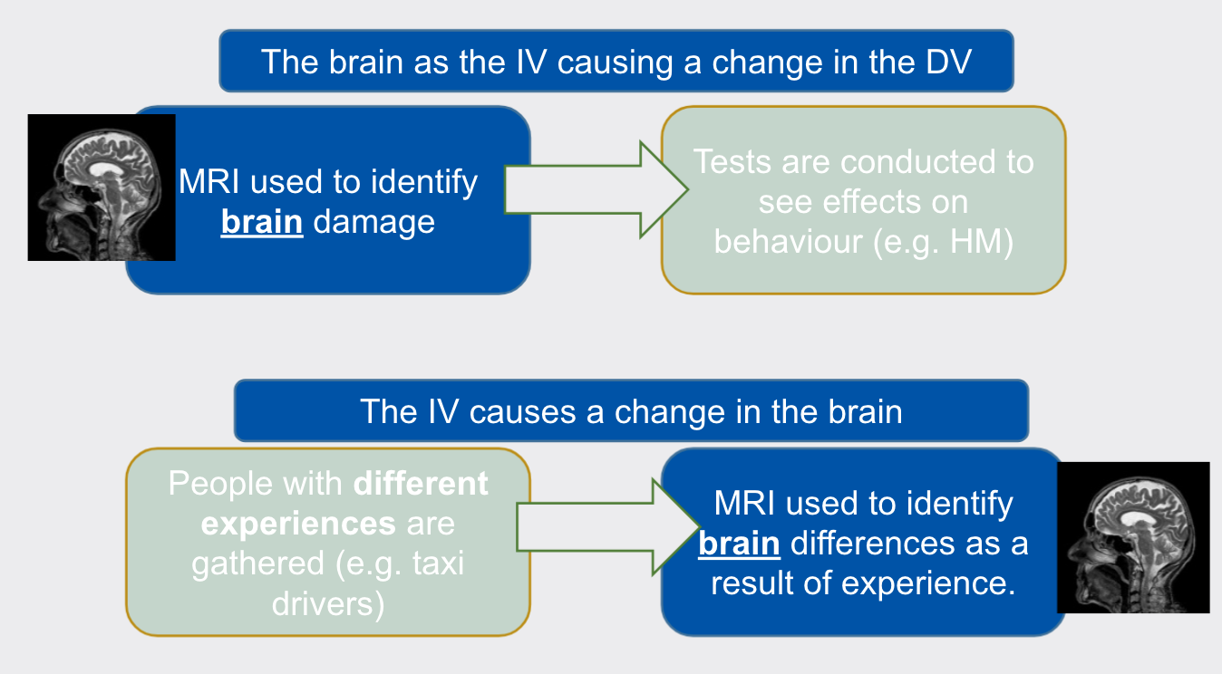 <ul><li><p>Used in experiments and case studies where researchers want to study brain damage / the influence a variable may have on brain structure.</p></li><li><p>Used to identify people with brain damage and can also be used to examine the influence of experience or the environment on the brain.</p></li><li><p>To make conclusions about the relationships between brain structure (localization / neuroplasticity) and behaviors.</p></li></ul>