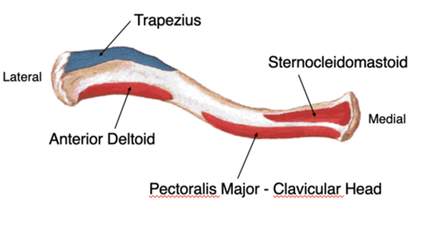 <p>holds rugosities/attachment sites for several muscles;</p><p>-rugosities of posterolateral surface mark attachment of trapezius muscle,</p><p>-rugosity on anterolateral surface is for deltoideus muscle,</p><p>-rugosity on anteromedial surface anchors part of pectoralis major muscle</p>