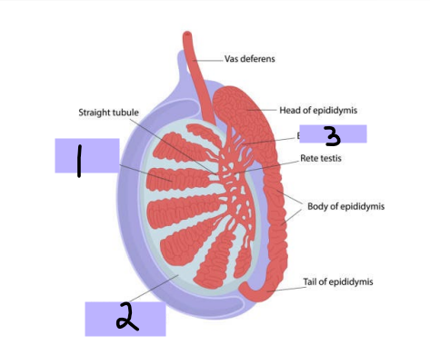 <p>#1</p><p>-Within testes and produce ___________</p>
