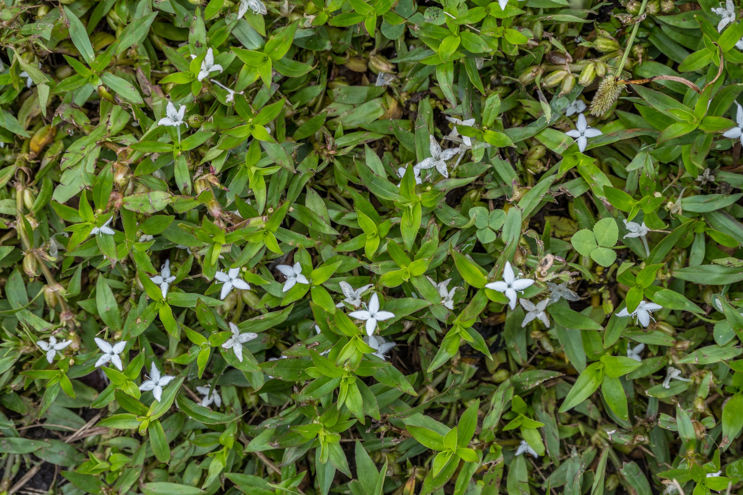 <p>Virginia Buttonweed</p>