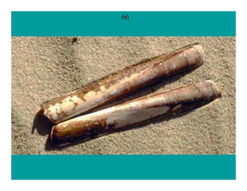 <p>Razor Clam</p>