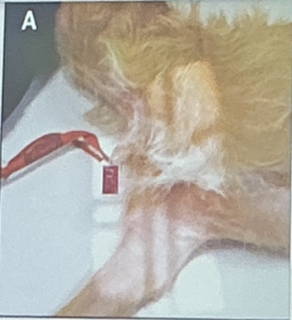 <p>MCQ: what view is this dog positioned for?</p>