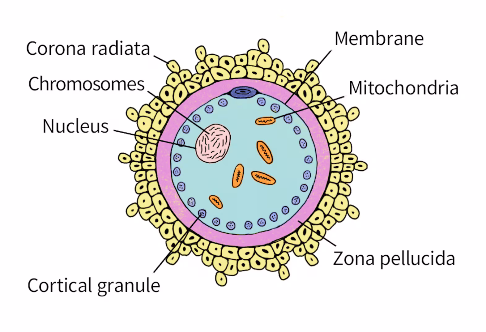 <ul><li><p>Zona pellucida surround oocyte itself and acellular mixture to protect oocyte and contain compound necessary for sperm binding</p></li><li><p>corona radiata: lies outside zona pellucida and layer of cells that adheres to oocyte during ovulation</p></li><li><p>Sperm acrosomal enzymes → penetrates the two layers → trigger completion of meiosis II → forms another mature ovum and polar body </p></li><li><p>Ovum: contributes nearly everything to zygote (half of DNA, all of cytoplasm, organelles, mitochondria and RNA for early cellular processes)</p></li><li><p>Completion of meiosis II: haploid pronuclei of sperm and ovum join → diploid zygote</p></li></ul><p></p>