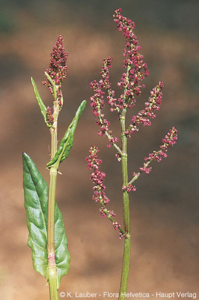 <p>welke plant</p>