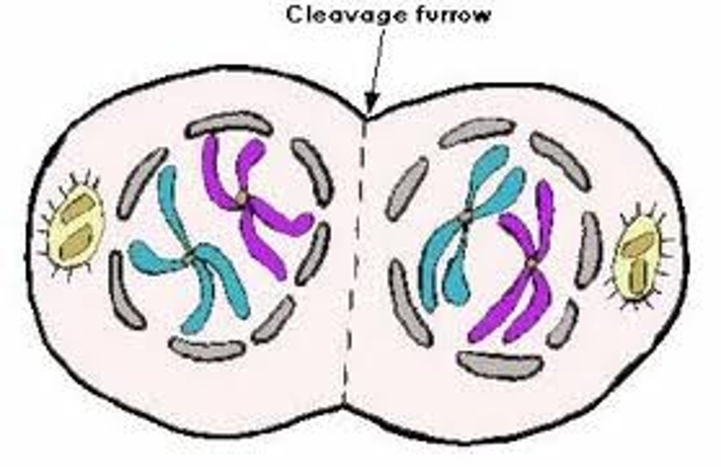 <p>after chromosomes separate, two new nuclei form around separated sets of chromosomes at opposite ends of the cell</p>