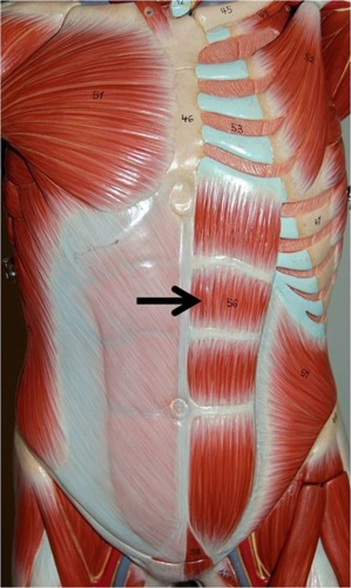 <p>Origin: Pubic crest and symphysis</p><p>Insertion: Xiphoid process and costal cartilage of ribs 5-7</p><p>Action: Pull ribs downward,</p><p>flex vertebral column,</p><p>compress abdomen</p>