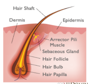 <p>• HAIR SHAFT</p><p>• HAIR ROOT</p><p>• HAIR FOLLICLE</p><p>• HAIR BULB</p><p>• ARRECTOR PILI</p>