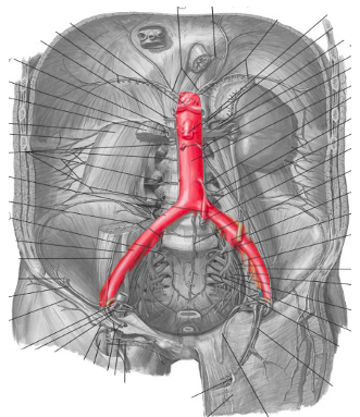 <ul><li><p>largest artery</p></li><li><p>branches: celiac, superior mesenteric, renal, inferior mesenteric</p></li><li><p>bifurcation: L4/L5</p></li></ul>