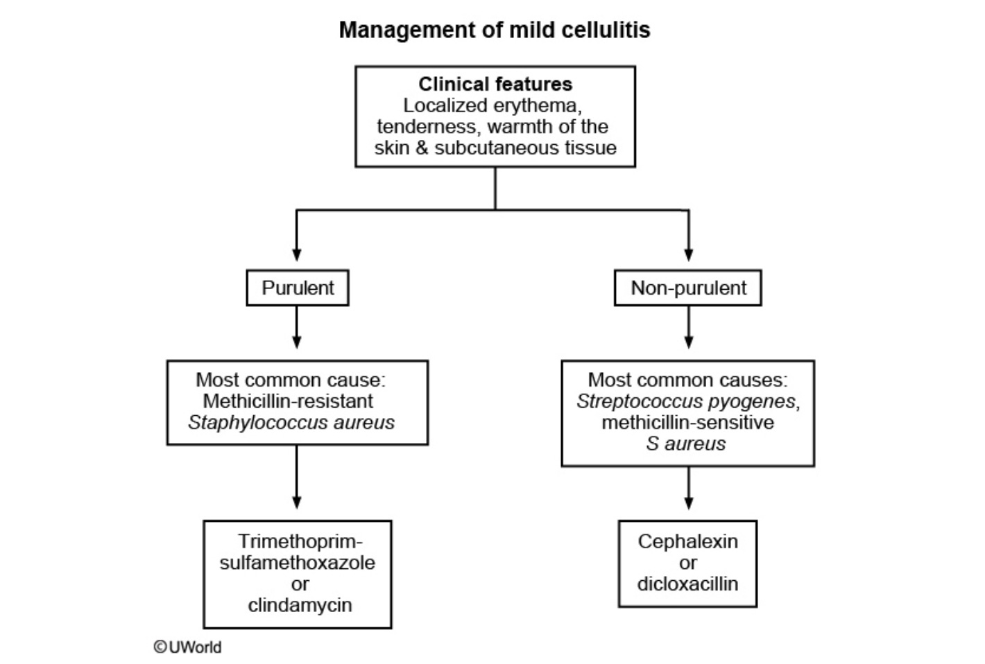 <p>Purulent often associated to MRSA= Bactrim</p><p>Non-purulent associated to S. Pyogenes= Dicloxacillin or Keflex</p>