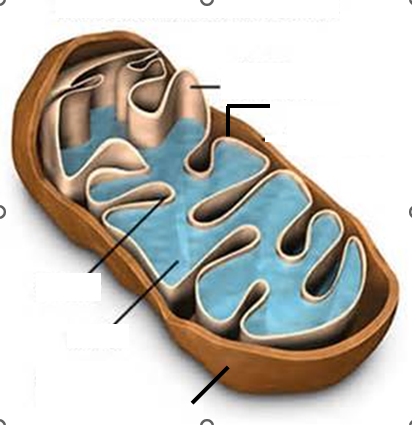 <p>Ch.7 Label the components of the Mitochondria: outer membrane, Inner membrane, cristae, matrix, inter membrane Space.</p>
