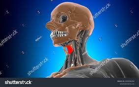 <p>origin (thyroid?) cartilage, insertion hyoid bone, action depresses hyoid bone &amp; elevates larynx</p>