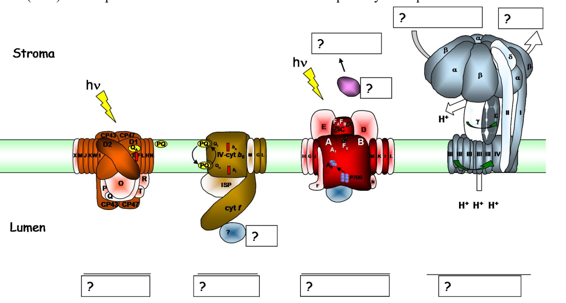 <p>Chaine de transfert d’électrons</p>