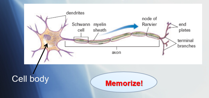 <p>regularly occurring <strong>gaps </strong>between section of myelin sheath along axon</p>