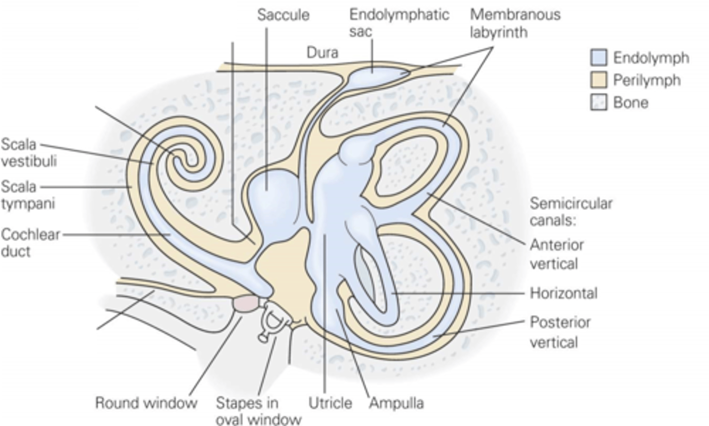 <p>What are the utricle and saccule filled with?</p>