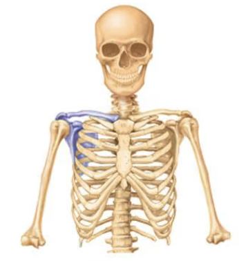 <p>Name this part of the appendicular skeleton</p>