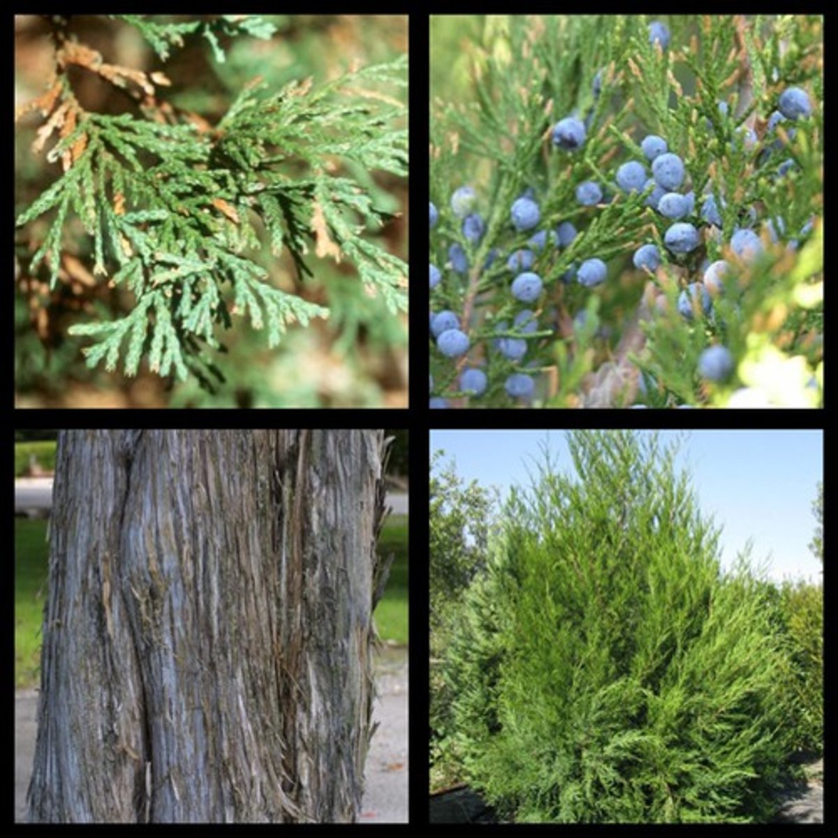 <p>Cupressaceae Juniperus virginiana</p>
