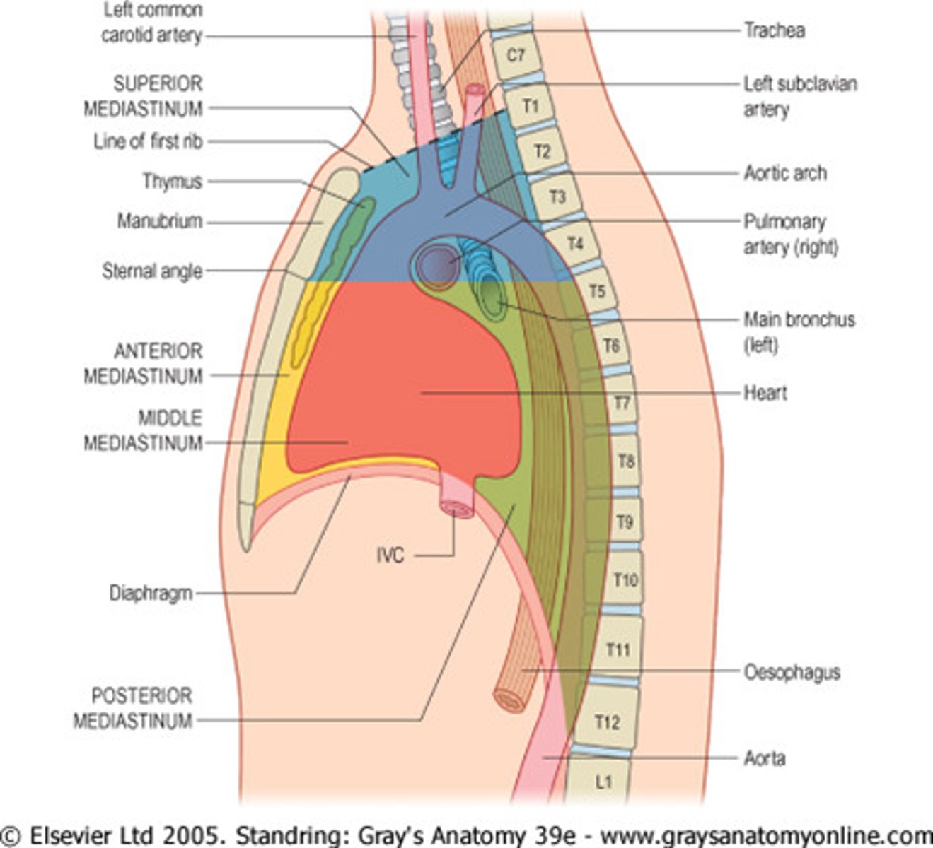 <p>Mediastinum</p><p>Location:</p><p>Thoracic cavity</p><p>Description:</p><p>Middle region of thorax</p><p>Lies between sternum and thoracic vertebral bodies</p><p>Separates right and left pulmonary cavities</p><p>Divided into superior and inferior parts</p><p>Inferior mediastinum subdivided into middle, posterior, and anterior parts</p>
