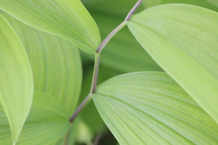<p>What leaf type is this?</p>