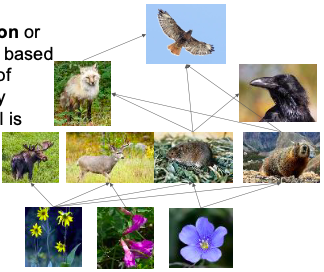 <p>What is feeding position/trophic level based on?</p>
