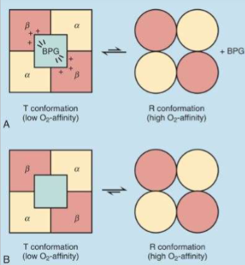 <p>T-state: lower affinity for O2</p><p>-BPG makes O2 binding challenging not impossible when released hemoglobin able to go to R state</p>