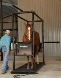 <p>horse restraint #7</p>