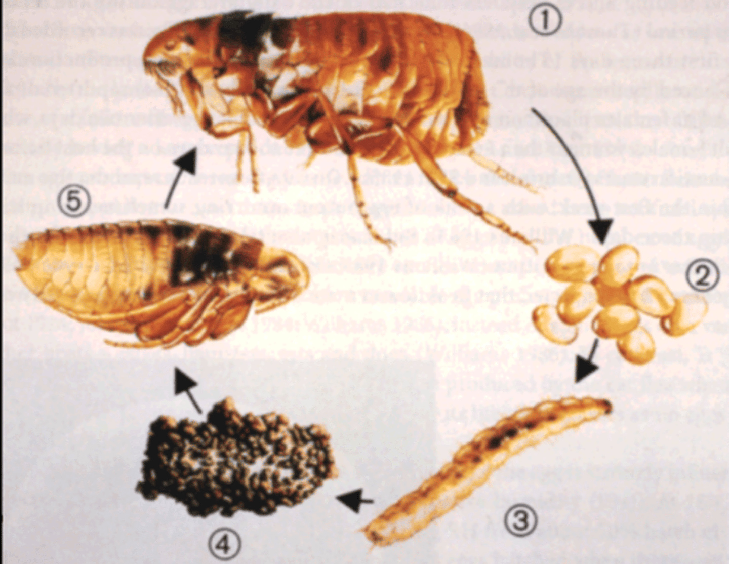 <p>this is the life cycle of what insect?</p>