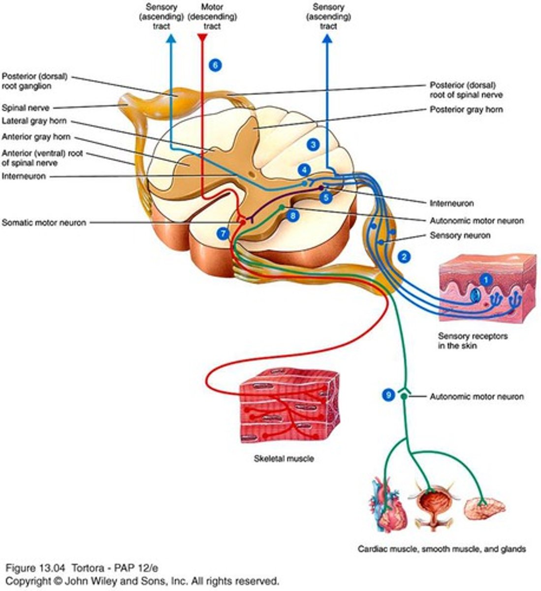 <p>Sensory information is carried to the brain along ______________(Descending tracts or Ascending tracts) of the spinal cord</p>