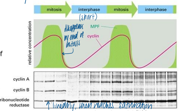 <p>cyclin A (S cyclin) and B (M cyclin) accumulate during interphase, are greatly reduce at the end of mitosis, then reaccumulate during subsequent interphase </p>