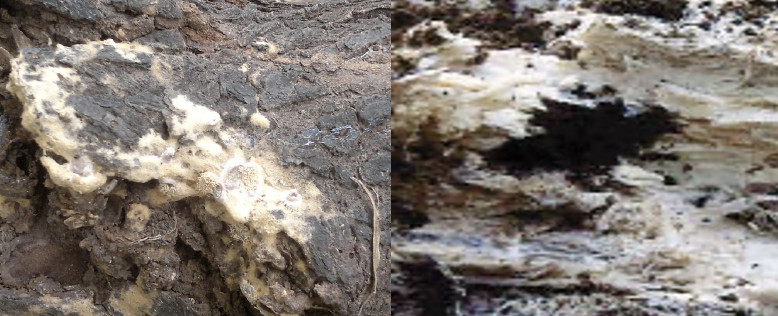 <p>White rot! Optimum MC = 50-80%. found often in chip piles and sawdust mounds. white, cottony conidospore masses. VERY heat tolerant (up to 50 C). Selective delignification.</p>