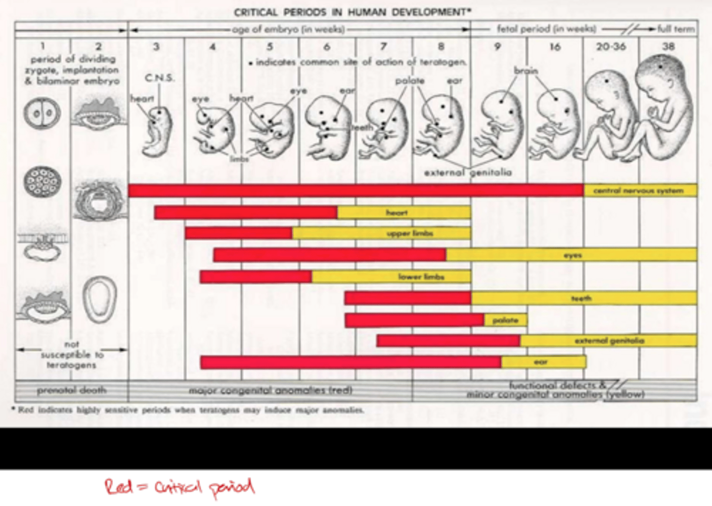 <p>The trajectory of development is altered or permanently impaired (often described as "the bad thing at the right bad time").</p>