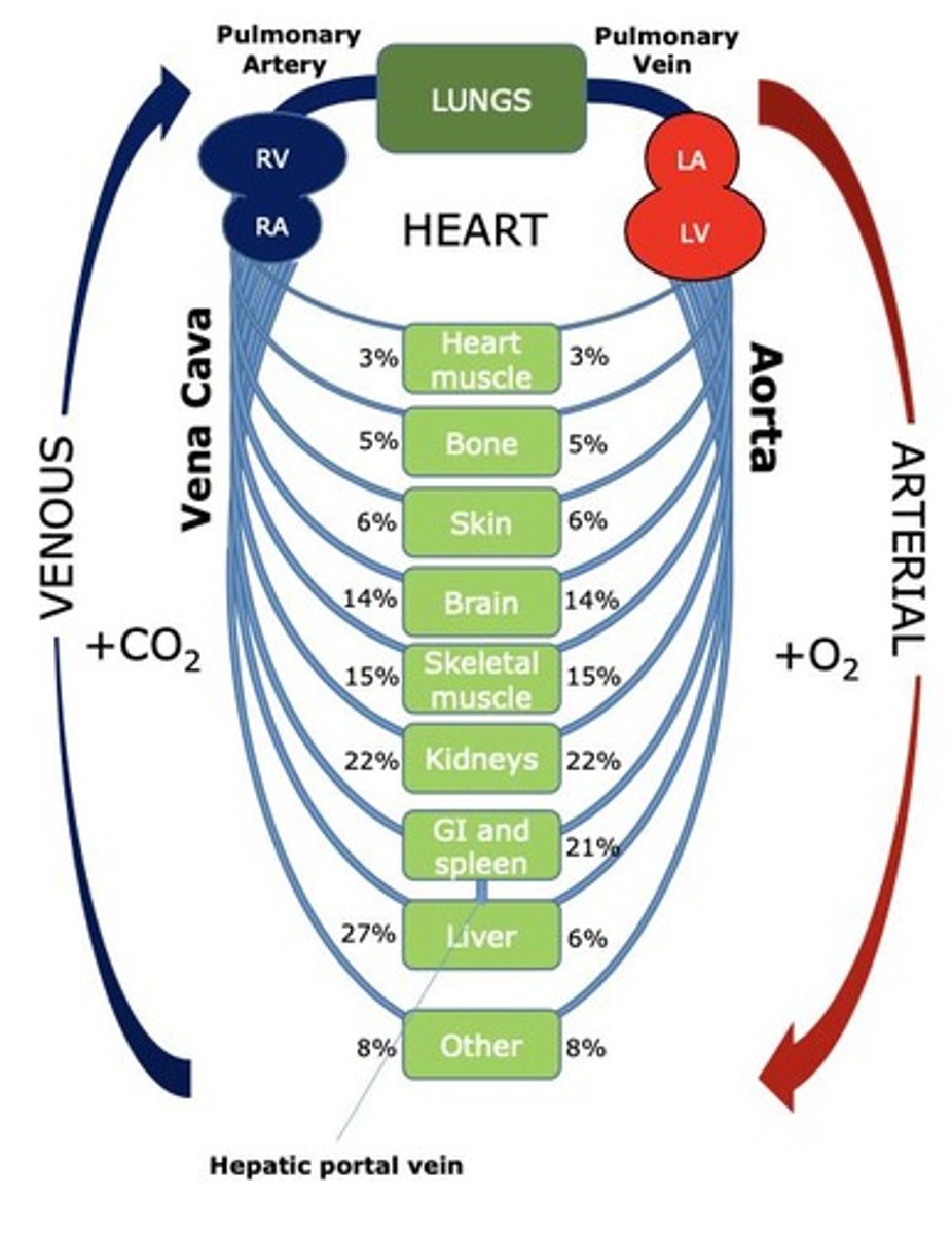 <p>Connects heart, lungs, and tissues for blood flow.</p>
